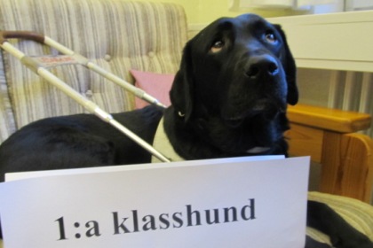 Labrador i soffa samt texten 1:a klasshund.